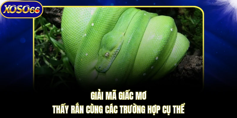 Giải mã giấc mơ thấy rắn cùng các trường hợp cụ thể
