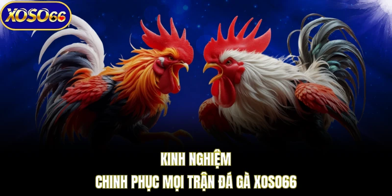Kinh nghiệm chinh phục mọi trận đá gà XOSO66